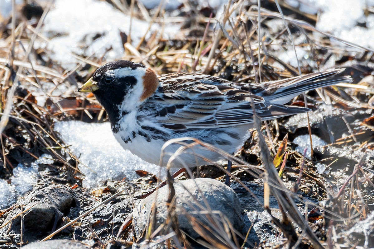 Lapland Longspur - ML611006141