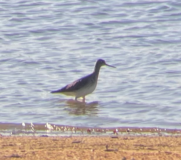 Greater Yellowlegs - ML611006168