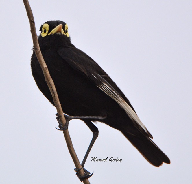 Spectacled Tyrant - ML611006308