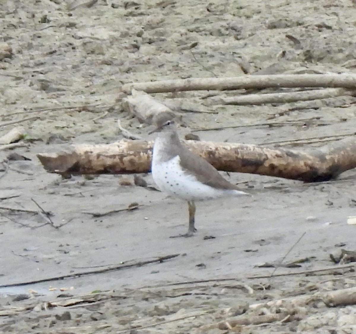 Spotted Sandpiper - Sarah Williams