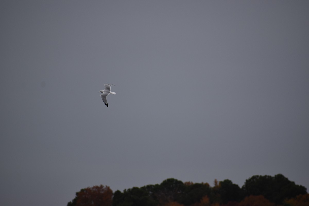 Ring-billed Gull - ML611006387