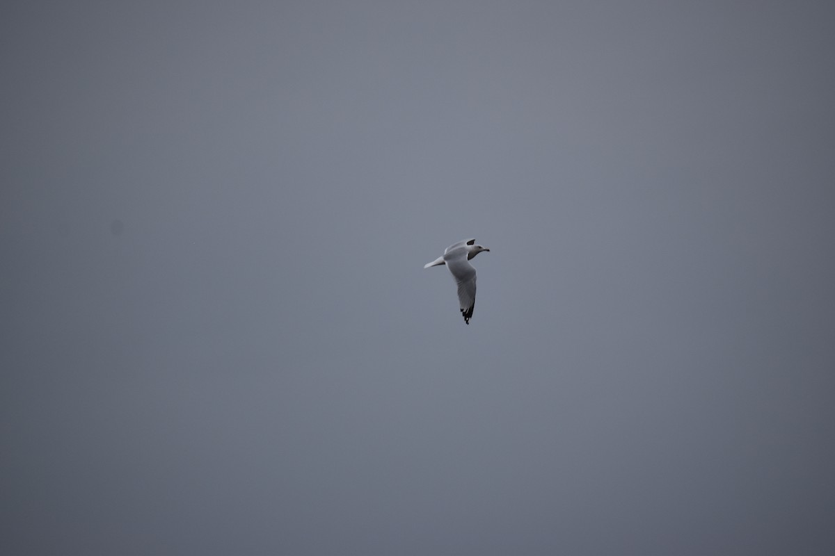 Ring-billed Gull - ML611006404