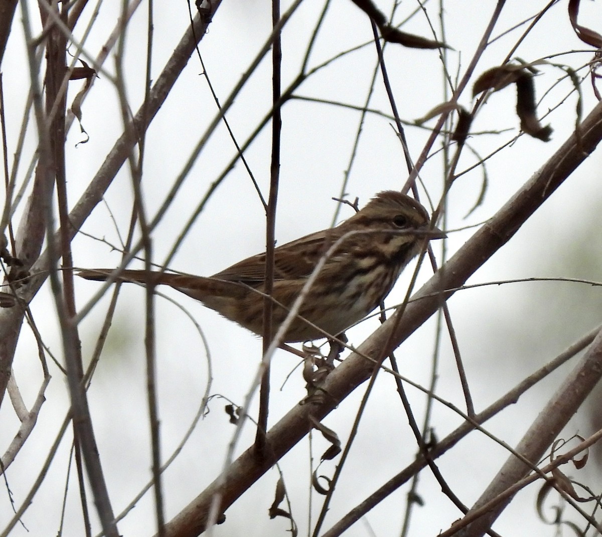 Song Sparrow - ML611006419