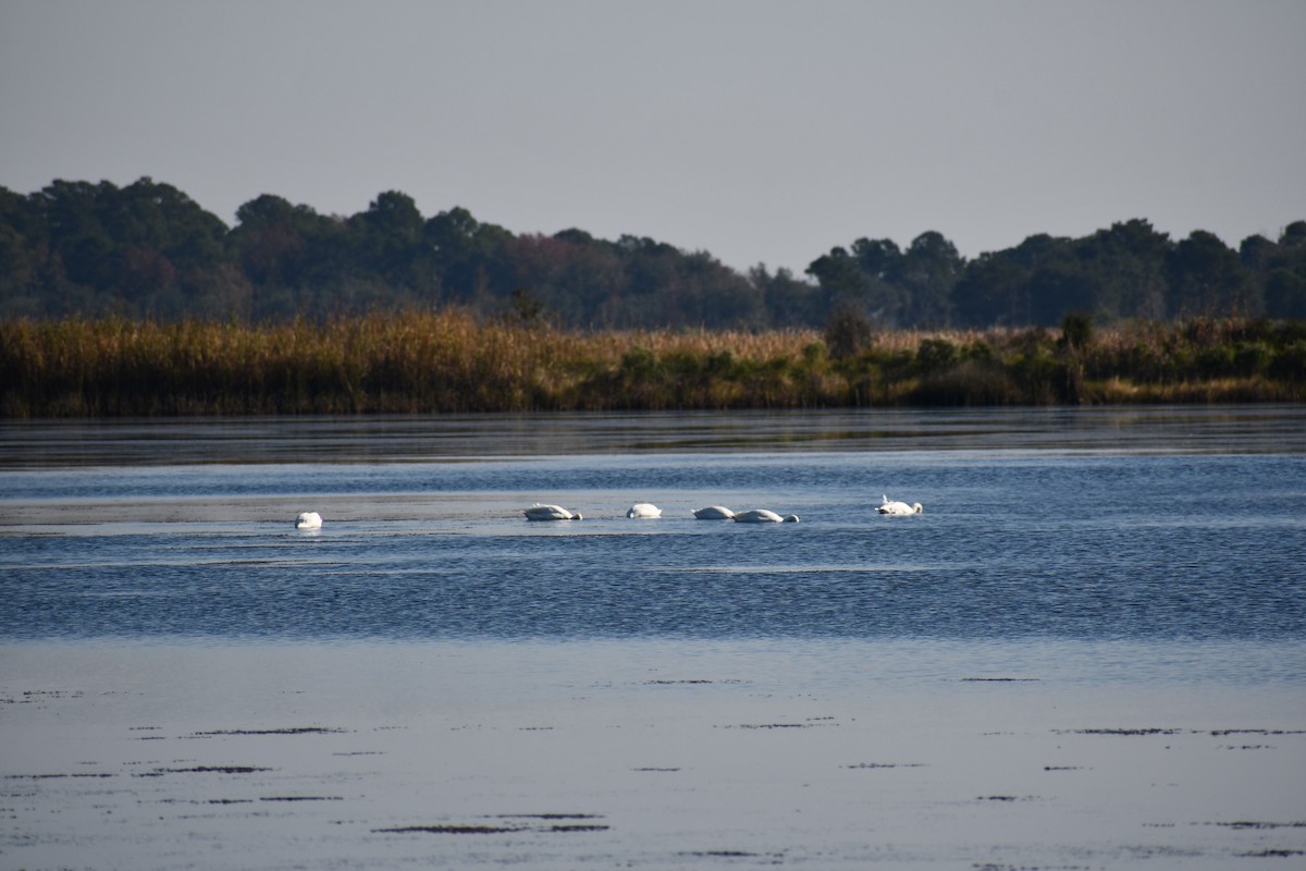 Tundra Swan - ML611006426