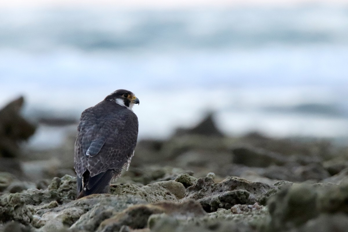 遊隼 - ML611006431