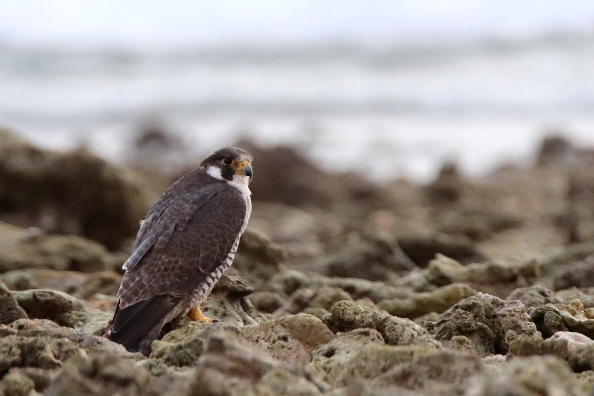 遊隼 - ML611006441