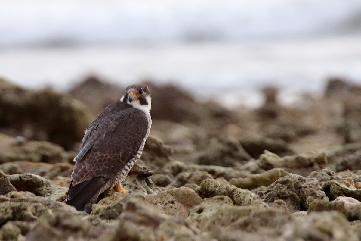 遊隼 - ML611006442