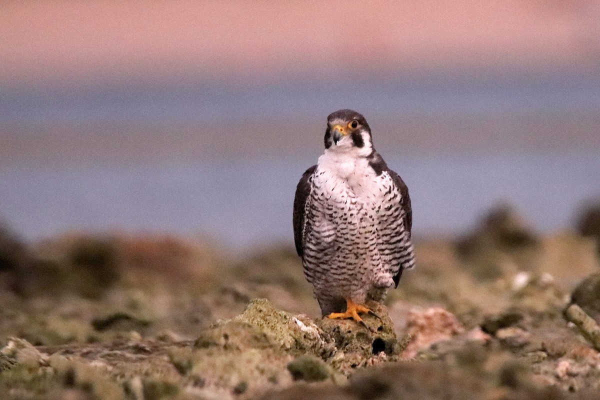 遊隼 - ML611006449