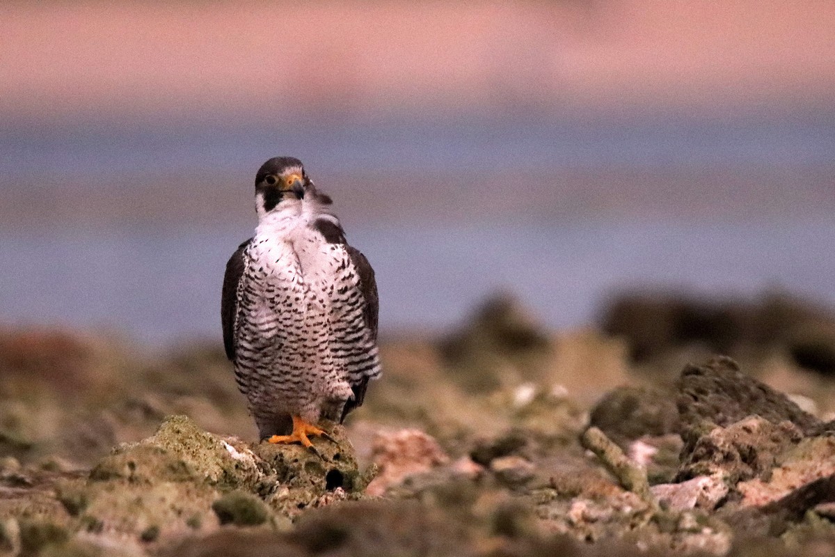 遊隼 - ML611006450