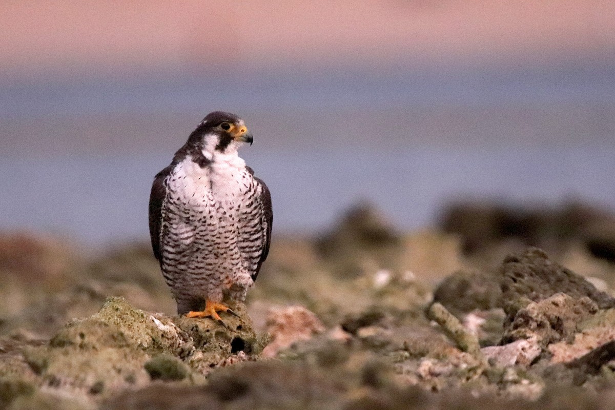 遊隼 - ML611006451