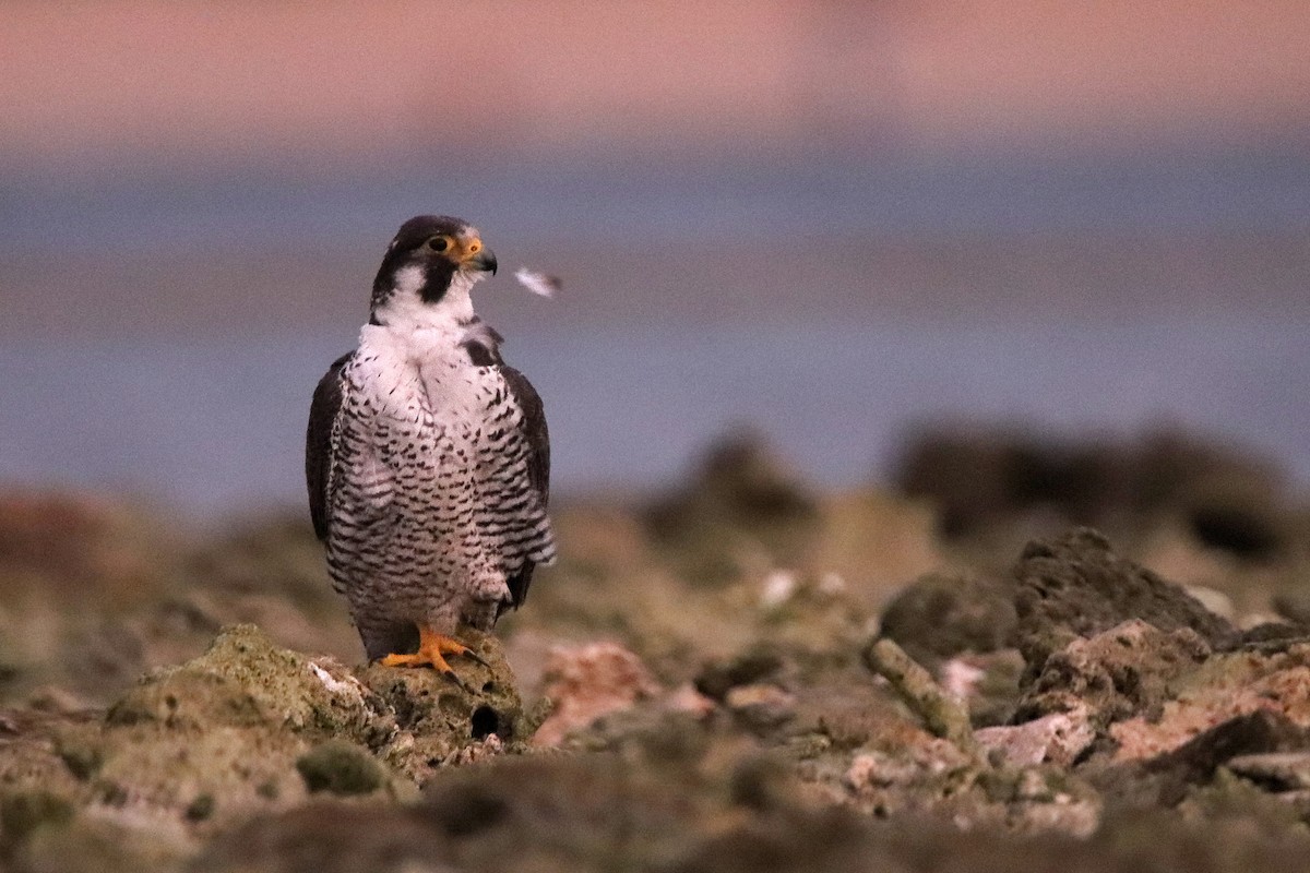 遊隼 - ML611006452