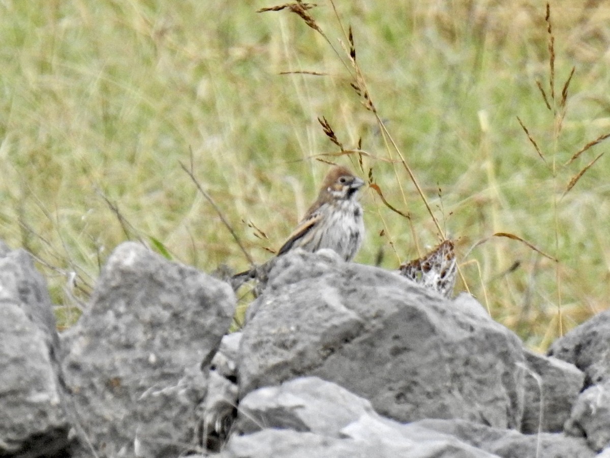 Lark Bunting - ML611006486