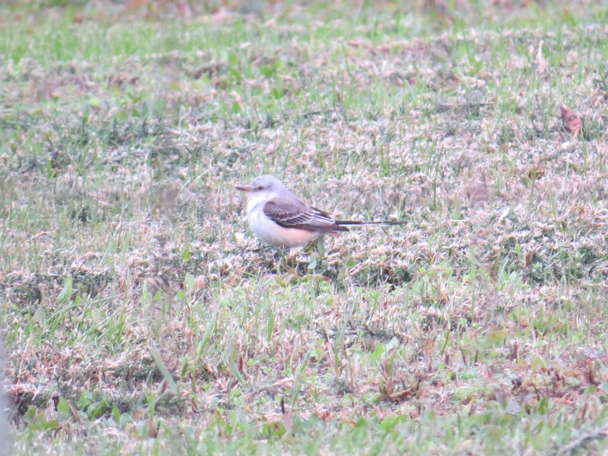 Scissor-tailed Flycatcher - Karen Wosilait