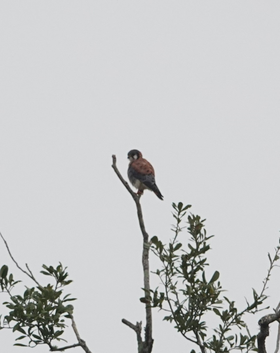 American Kestrel - ML611006705