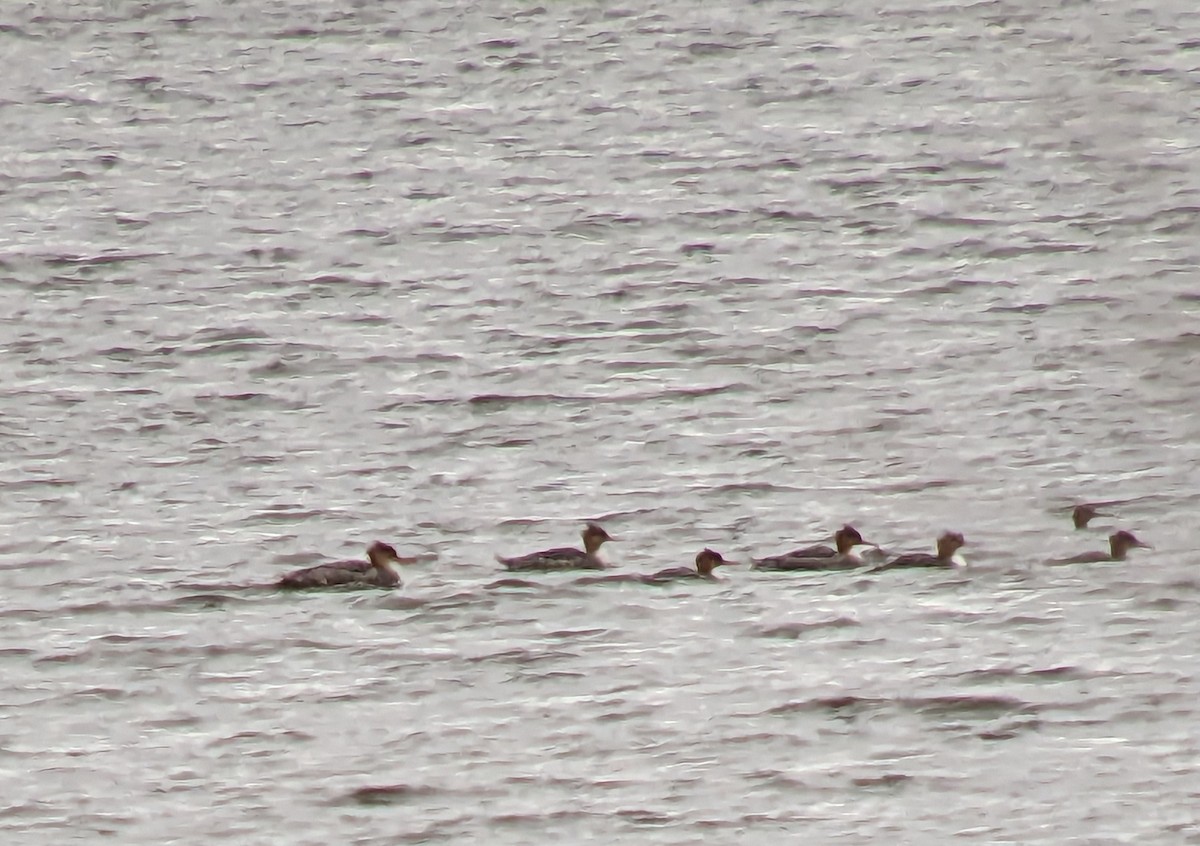 Red-breasted Merganser - ML611006942