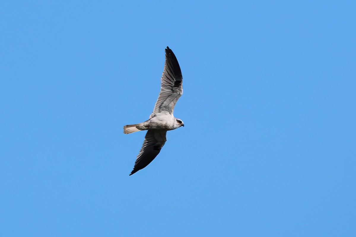 White-tailed Kite - Fabio Landmeier