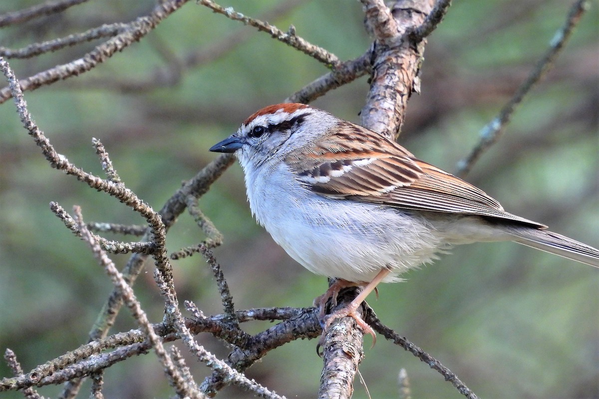 Chipping Sparrow - ML611007053