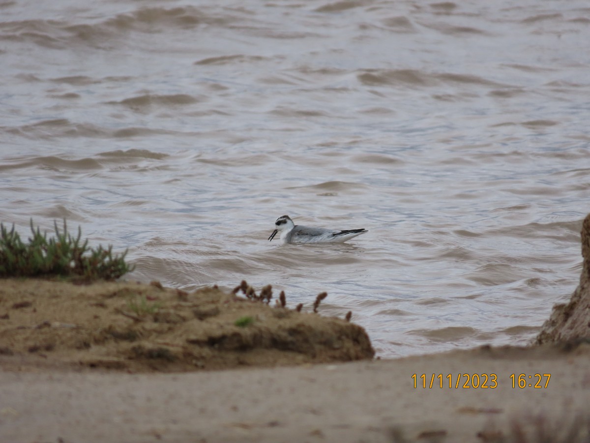 polarsvømmesnipe - ML611007072