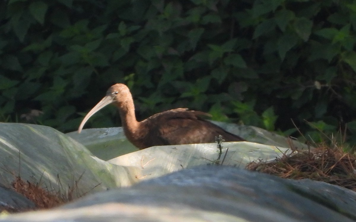 ibis hnědý - ML611007167