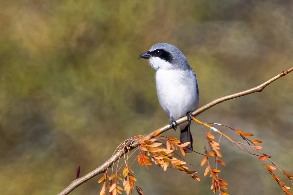 Loggerhead Shrike - ML611007531