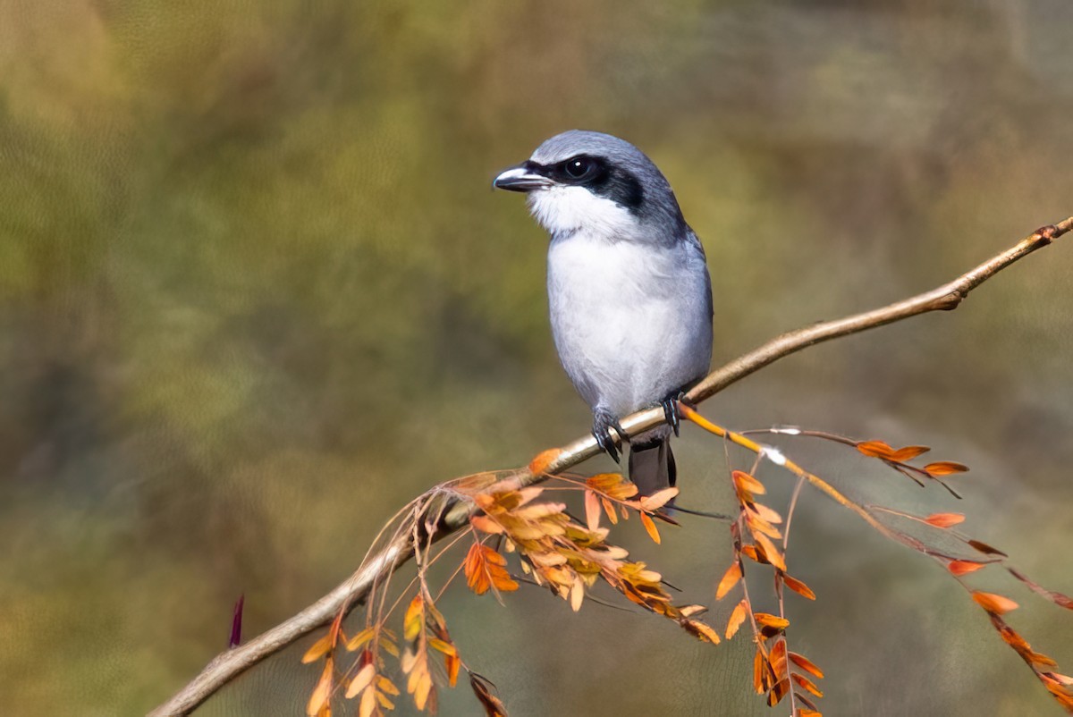 Loggerhead Shrike - ML611007532