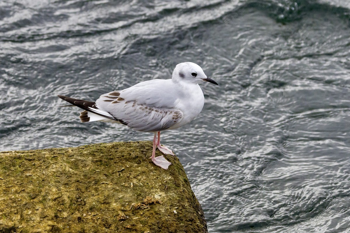 Bonaparte's Gull - ML611007793