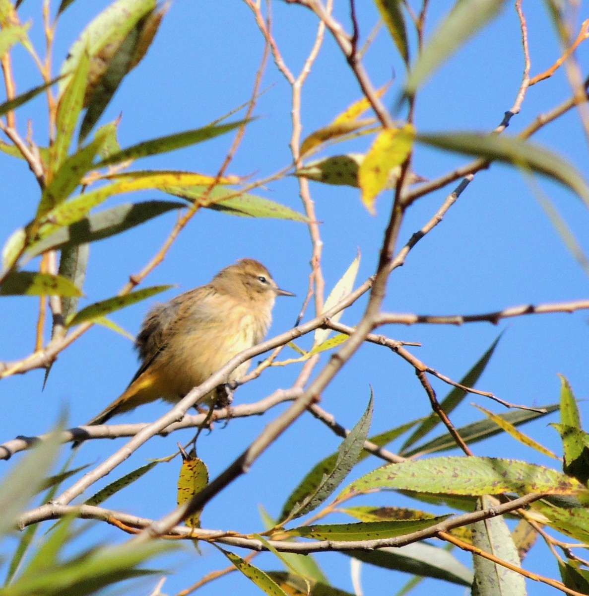 Palm Warbler - Nancy Henke