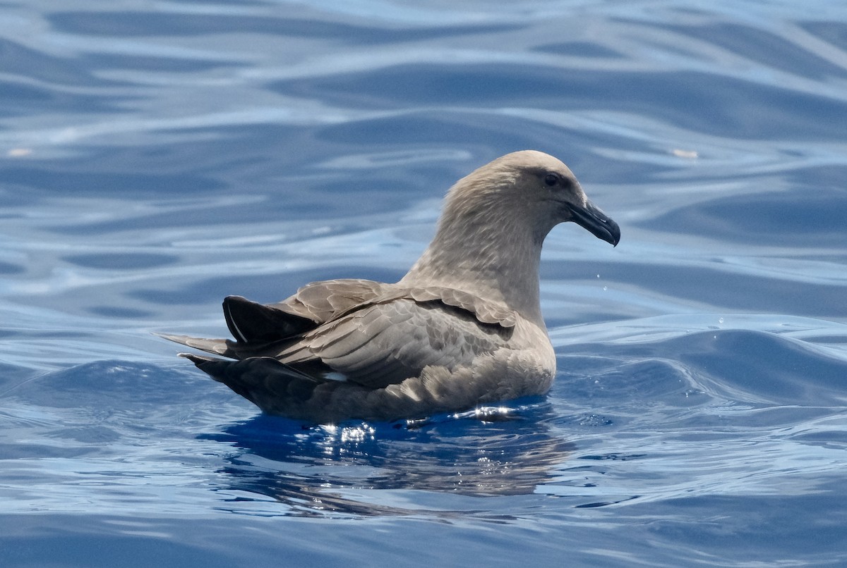 South Polar Skua - Adrian Brooks