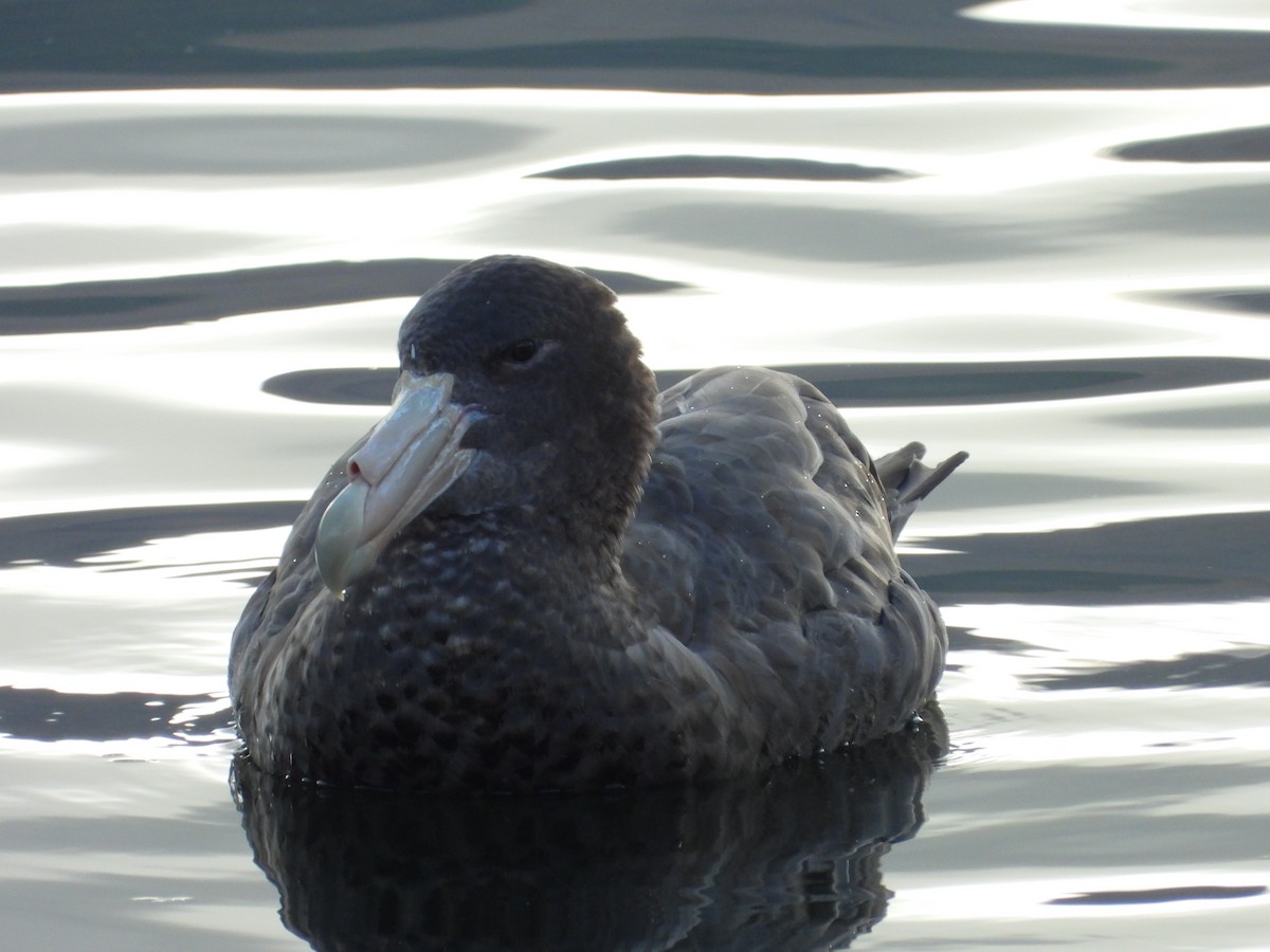 Southern Giant-Petrel - ML611007956