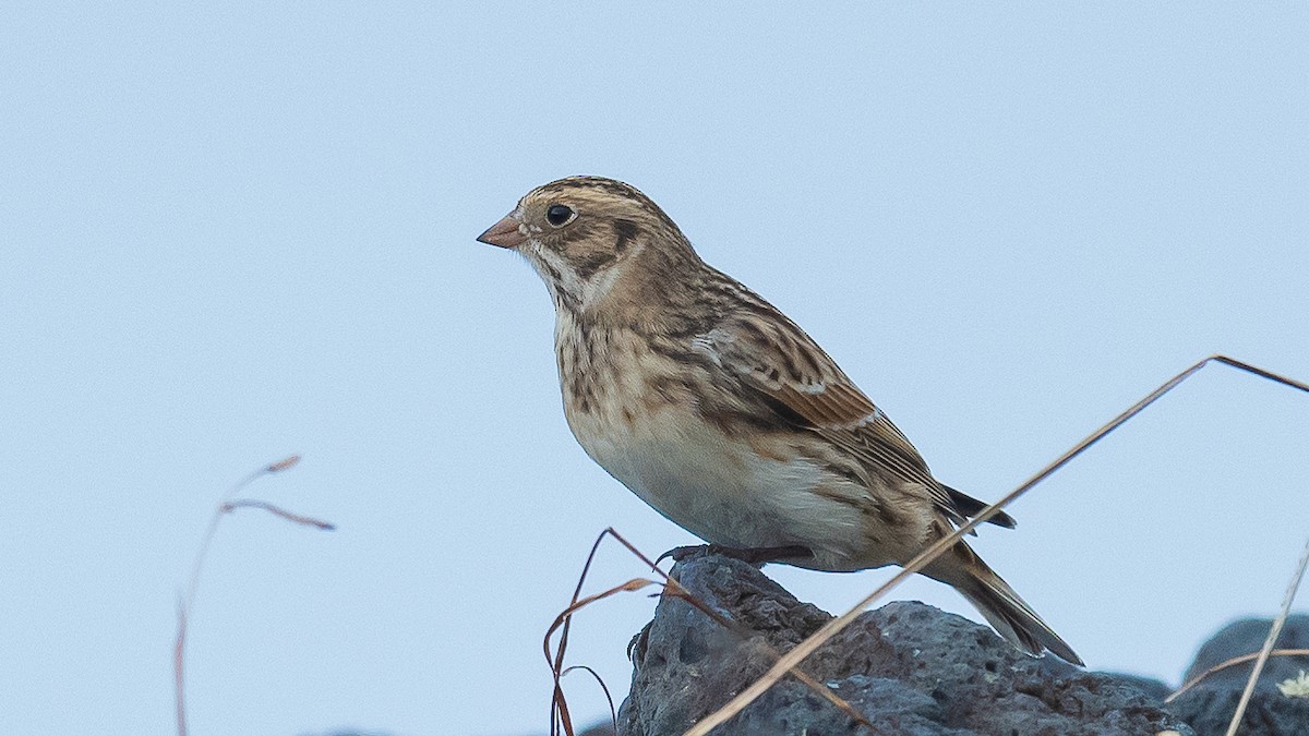 Lapland Longspur - ML611007993