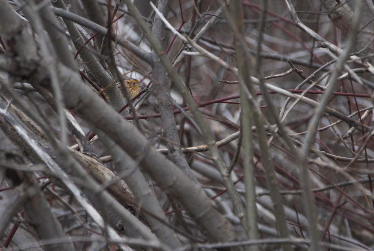 LeConte's Sparrow - ML611008002
