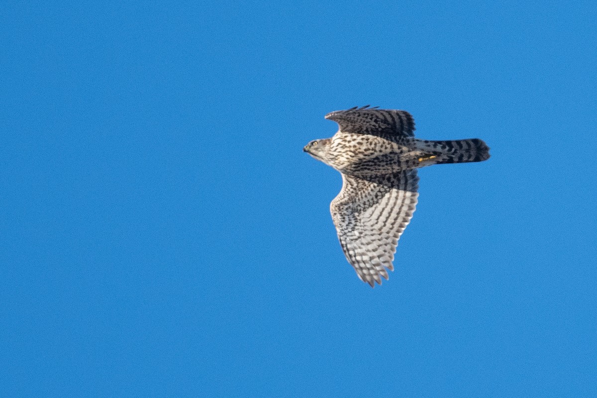 American Goshawk - Amanda Guercio