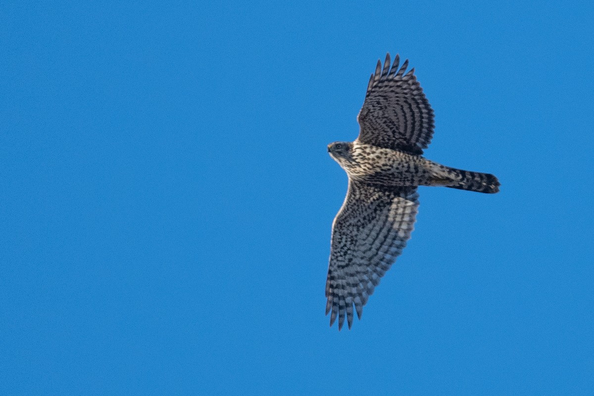 American Goshawk - Amanda Guercio