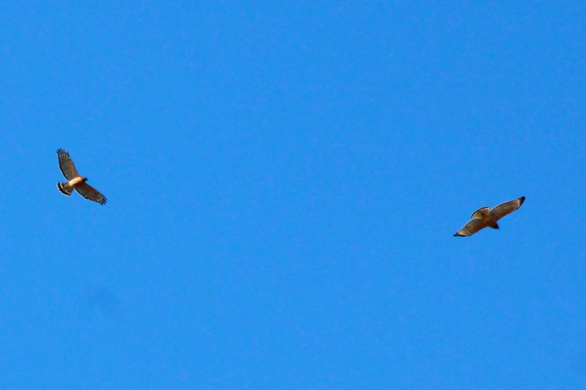 Red-shouldered Hawk - Russ Sulich