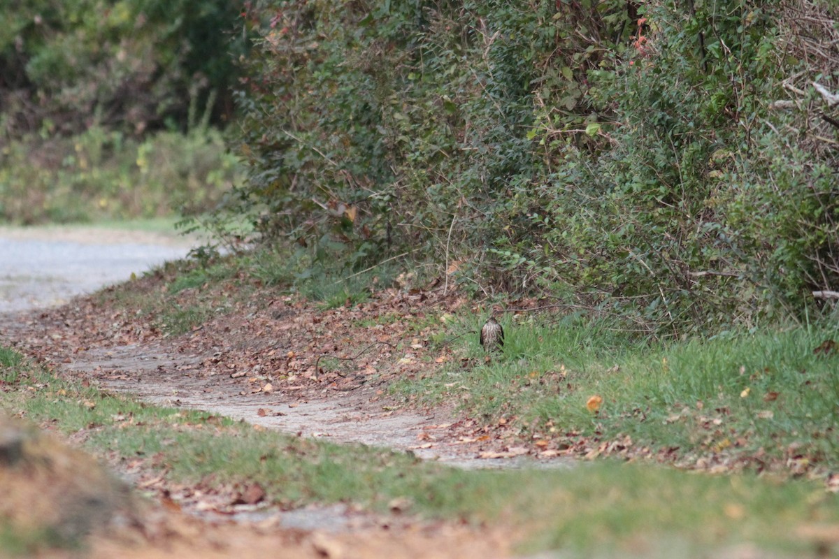 Sharp-shinned Hawk (Northern) - ML611008261