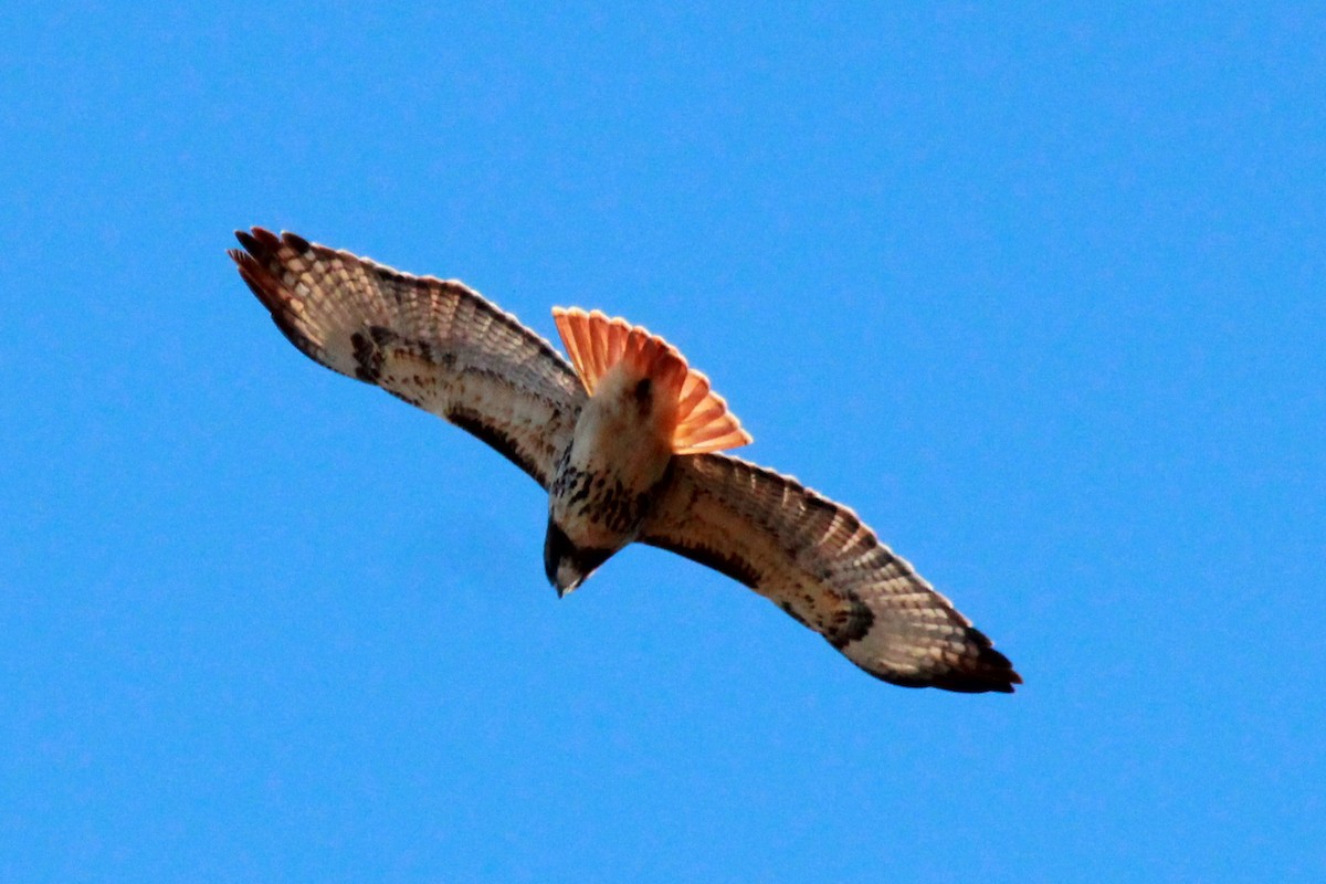 Red-tailed Hawk - Russ Sulich