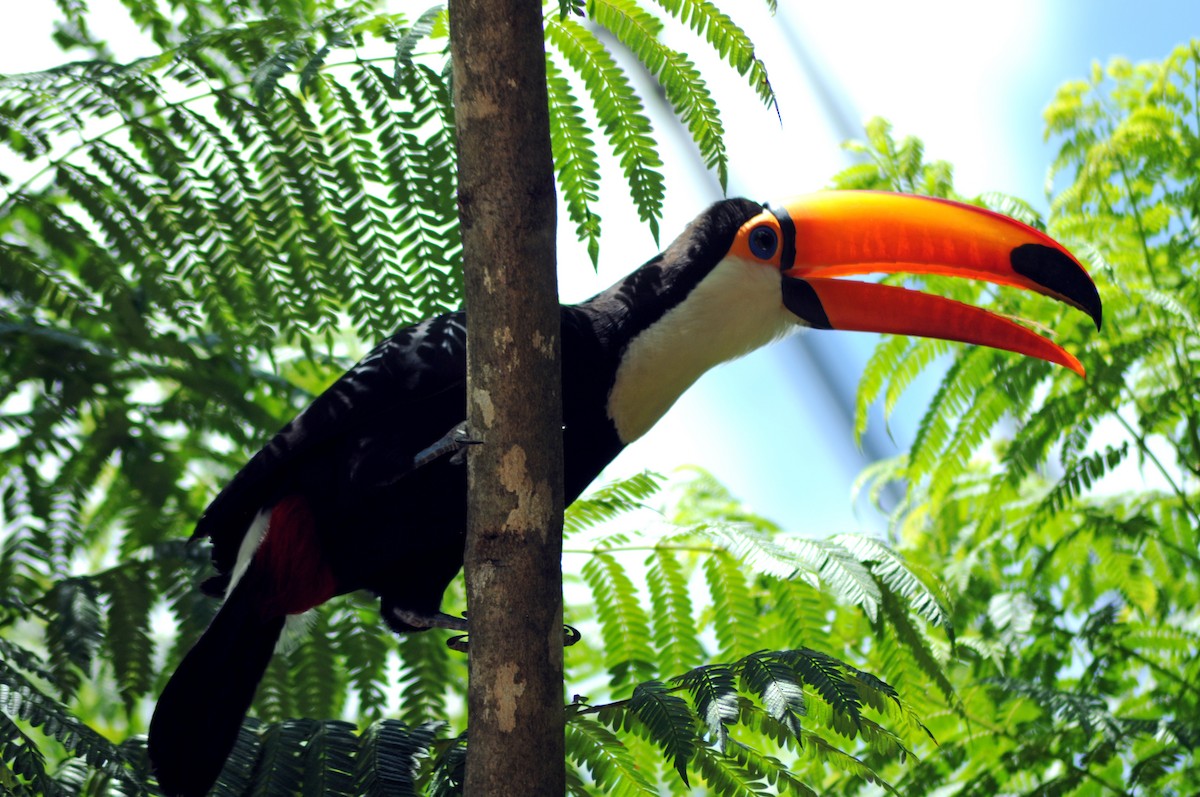Toco Toucan - ML611008275