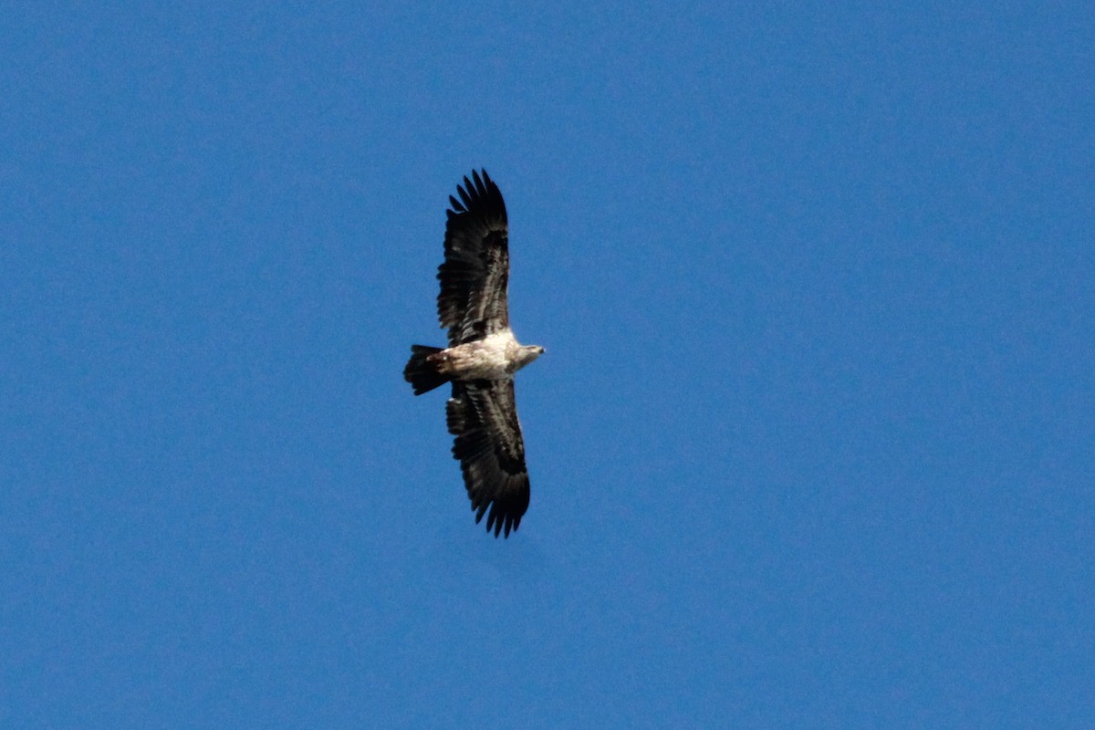 Golden Eagle - Russ Sulich