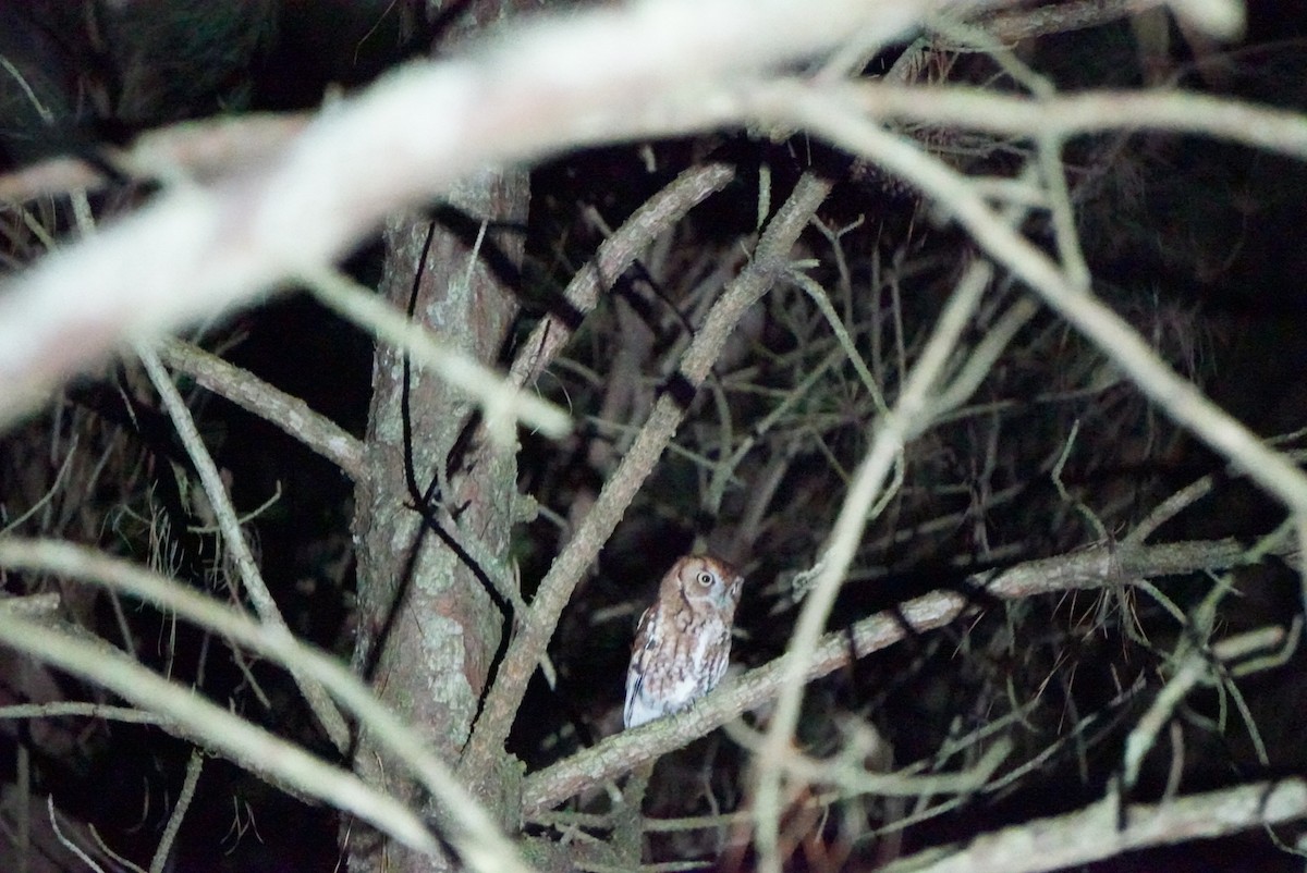Eastern Screech-Owl - ML611008302