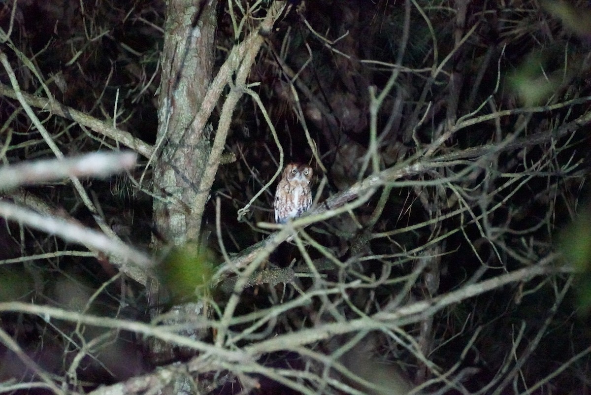 Eastern Screech-Owl - ML611008303