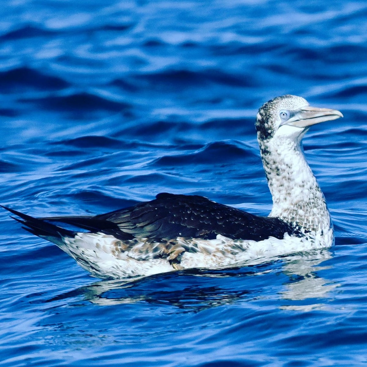 Northern Gannet - Mounir El Beidori