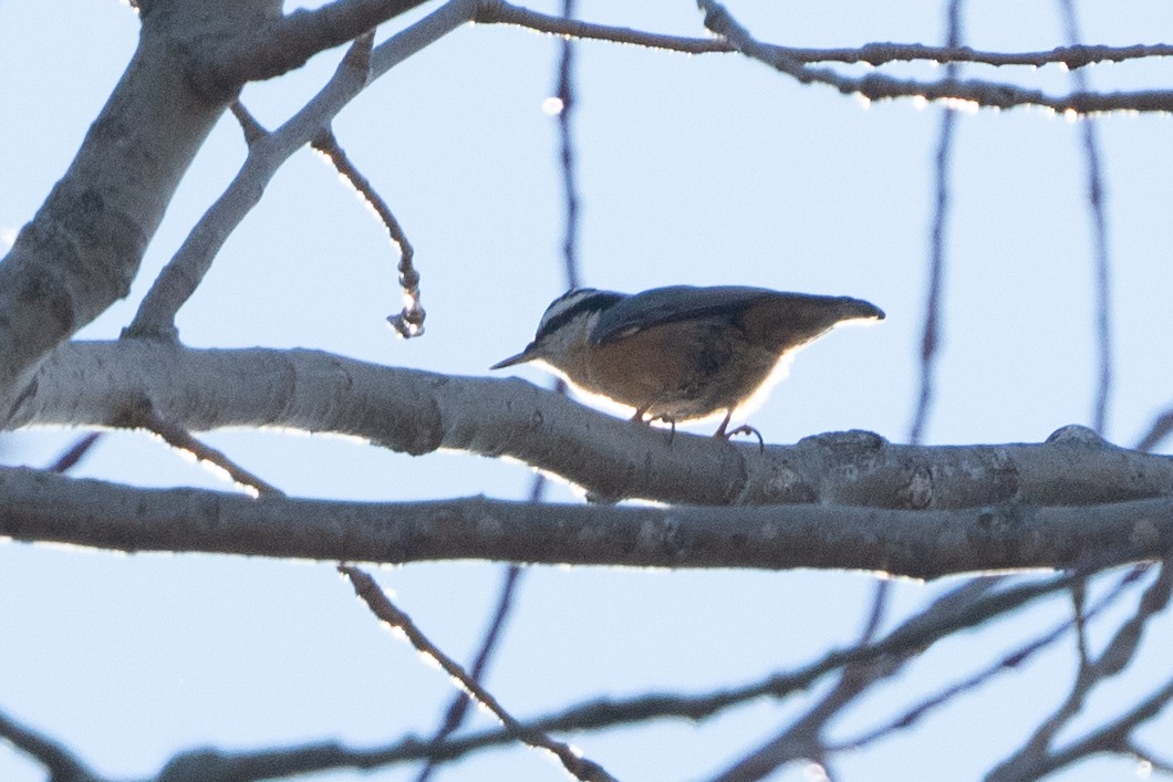 Red-breasted Nuthatch - ML611008314
