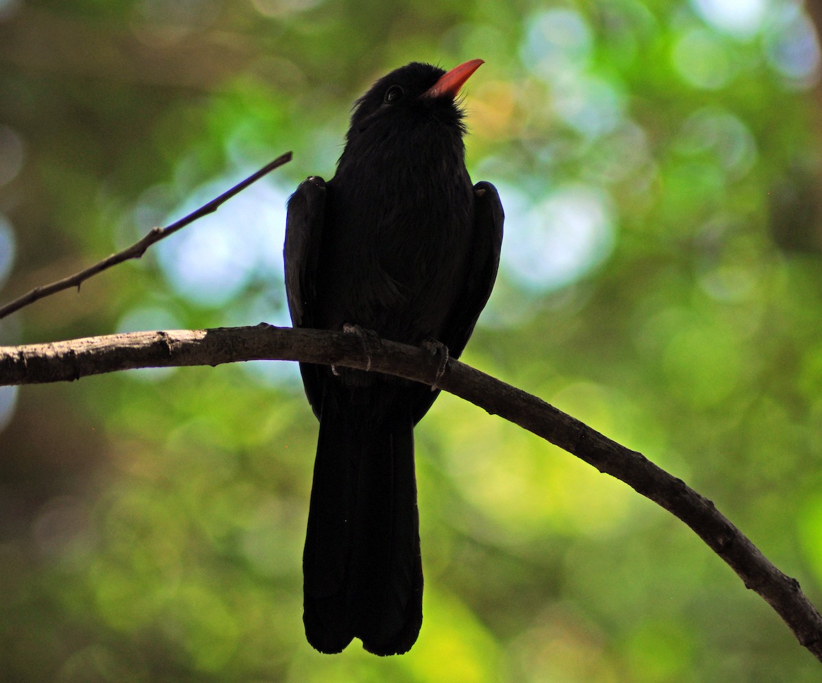 Black-fronted Nunbird - ML611008324