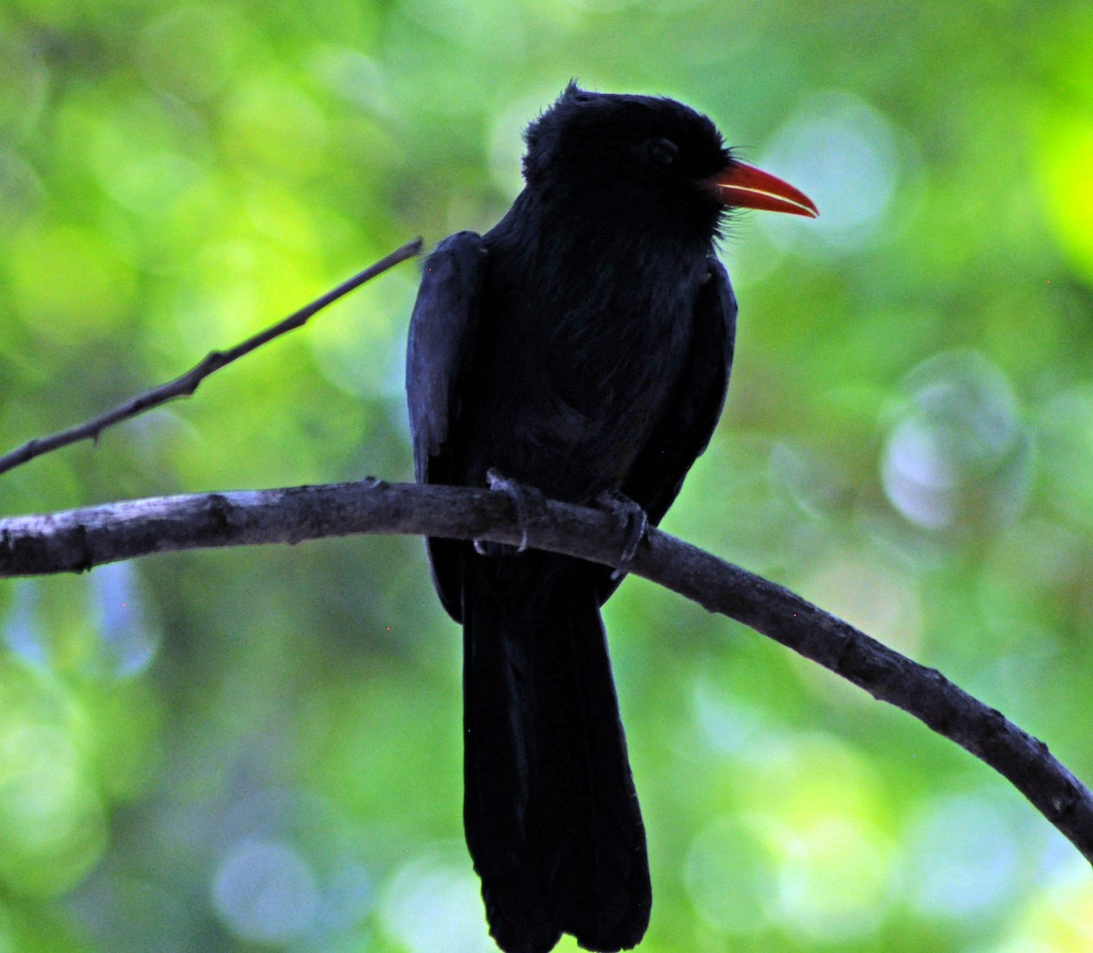Black-fronted Nunbird - ML611008325