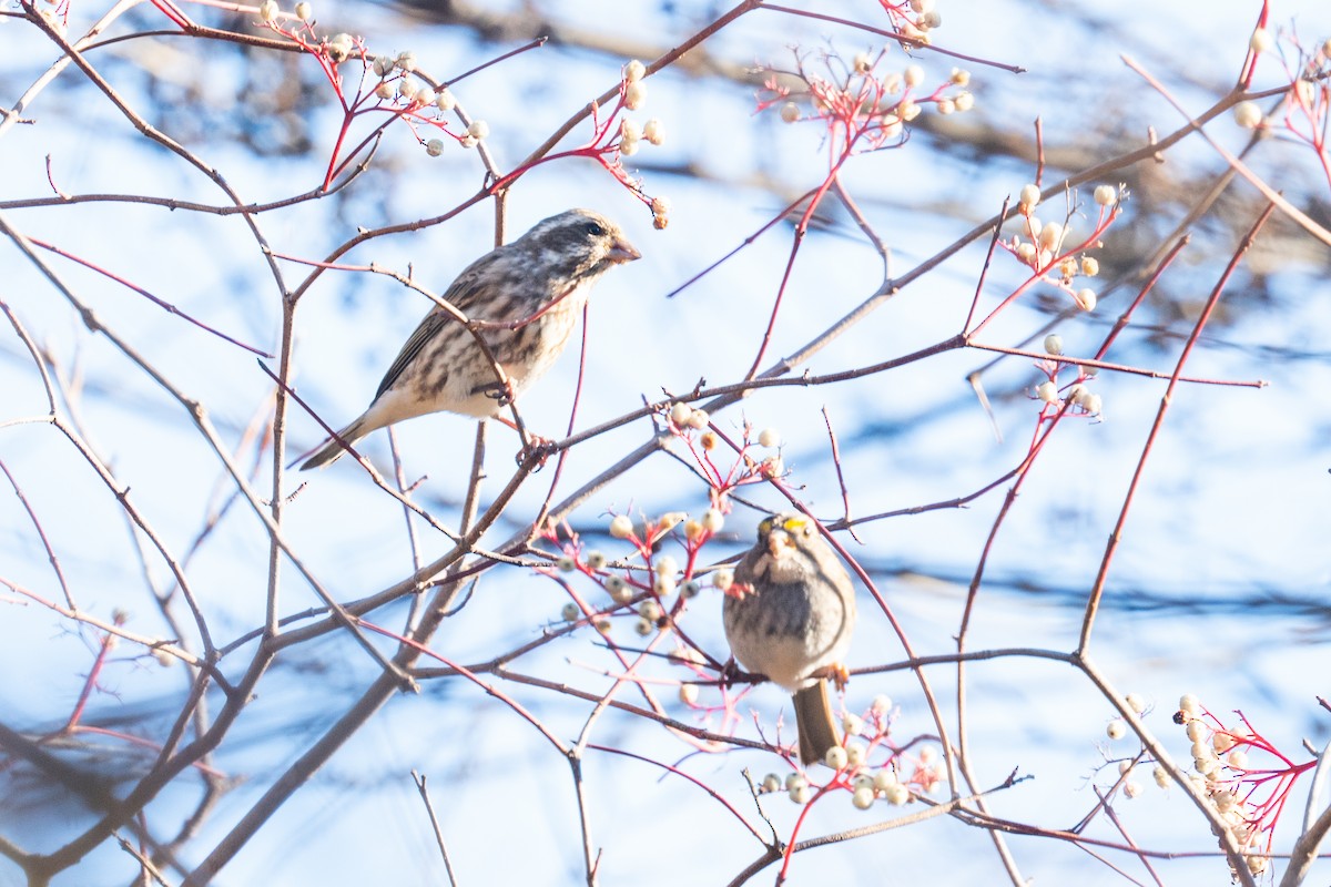 Purple Finch - ML611008326