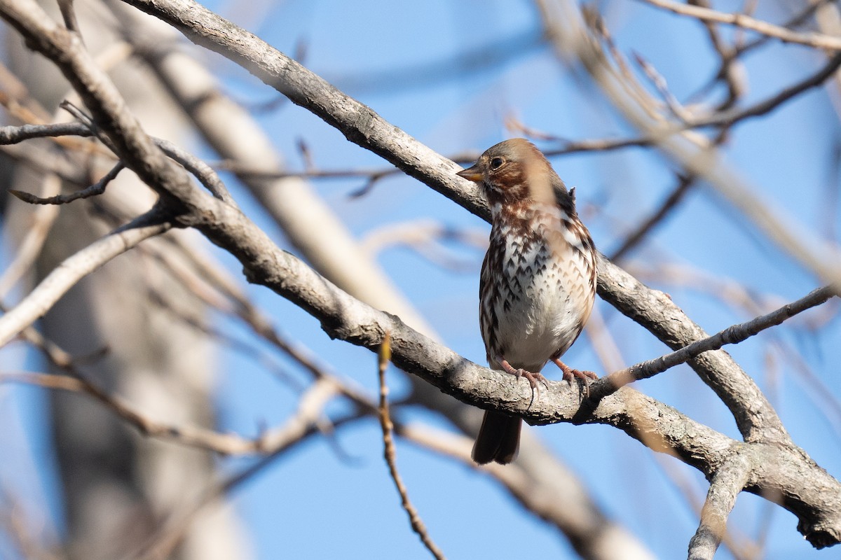 Fox Sparrow - ML611008336