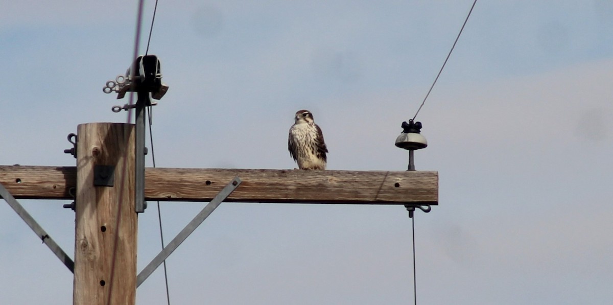 Faucon des prairies - ML611008360