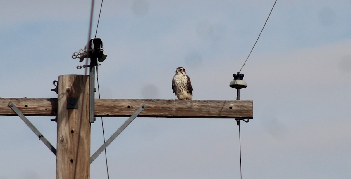 Prairie Falcon - BJ dooley