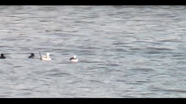 Long-tailed Duck - ML611008408