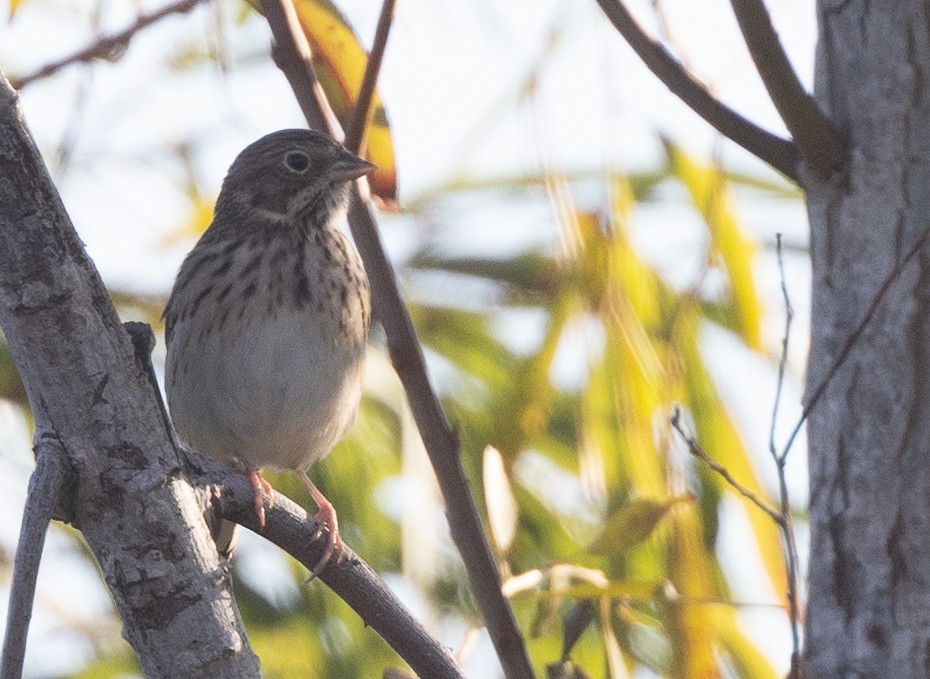 Vesper Sparrow - ML611008432